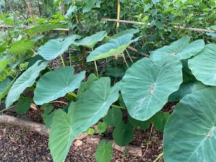 Photo of Plant